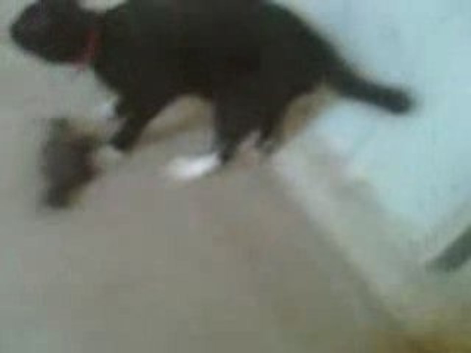 Crazy kitty kills a bird