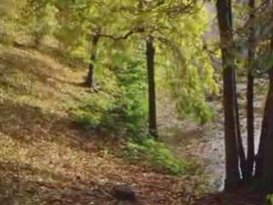 L'automne a Metz 2008