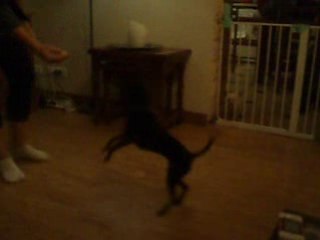 Canelle obérythmée