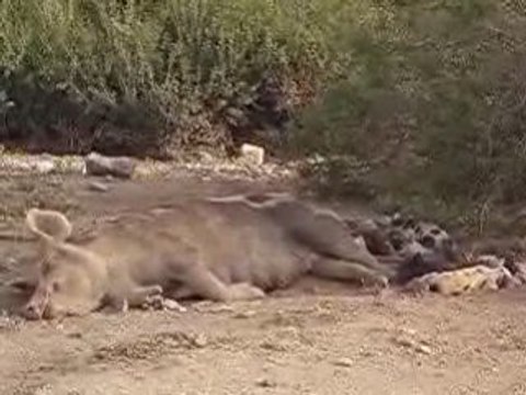 piglets and piggy wiggys