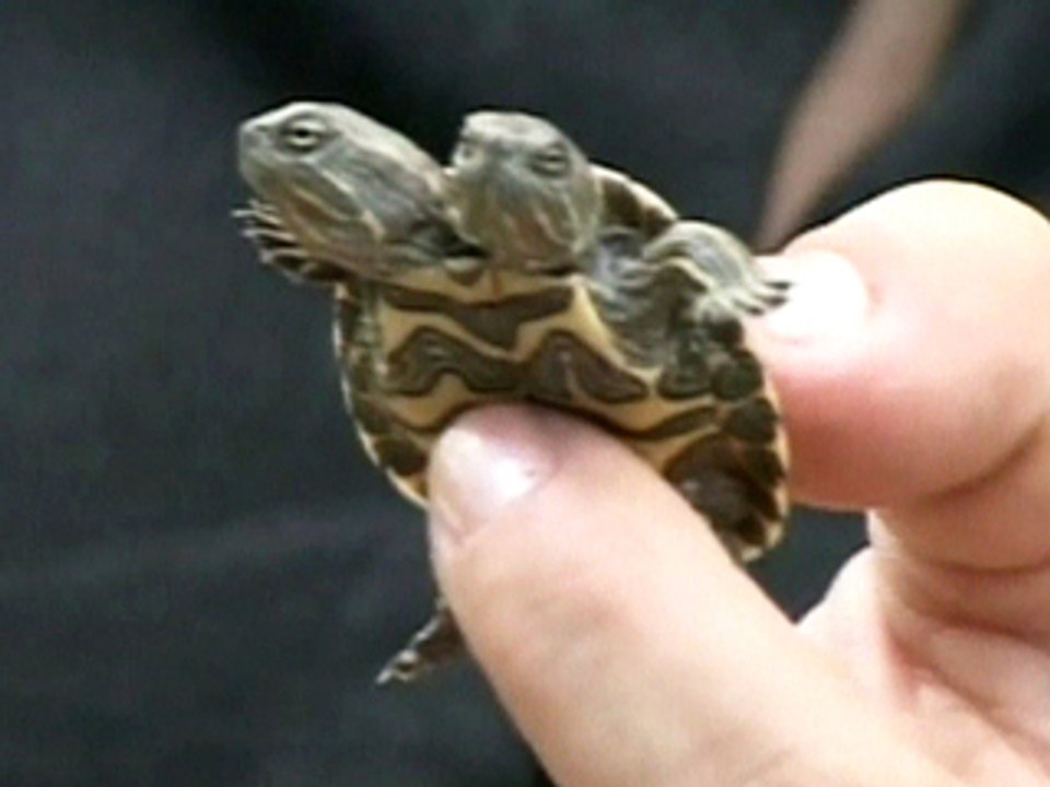 Turtle Has Two Heads