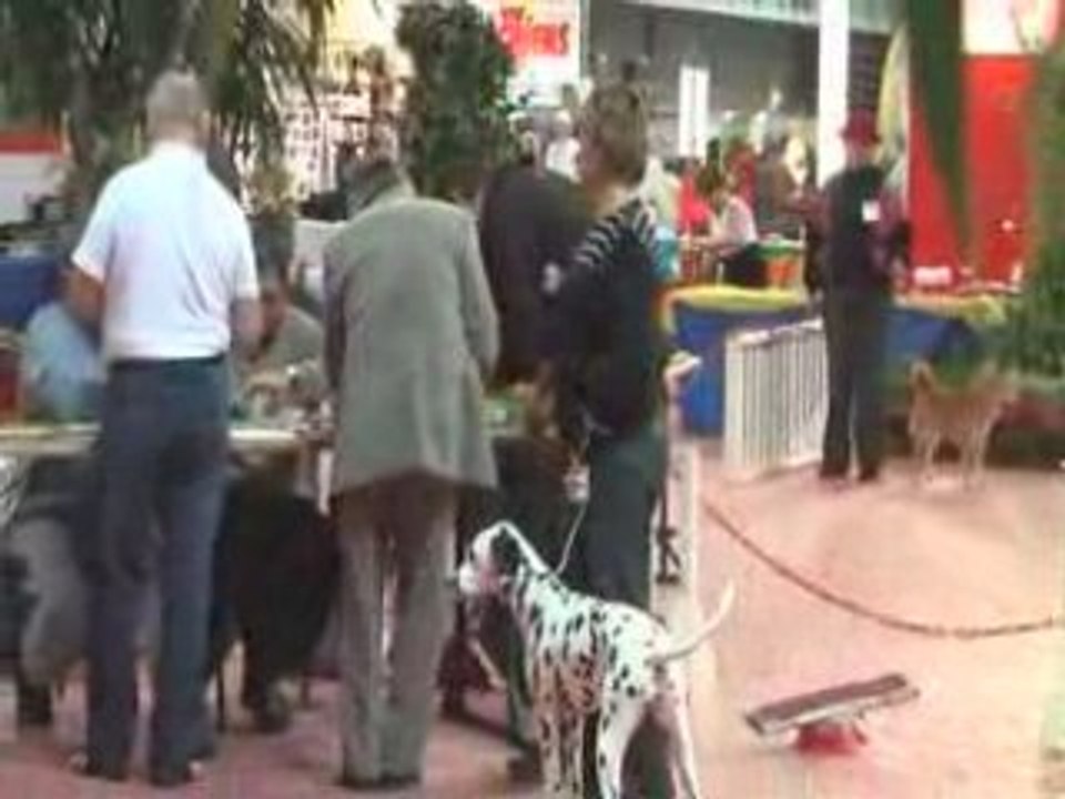 Diva martigues 3011 2008 monté