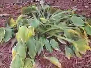 Brooke Smith Winter Gardening