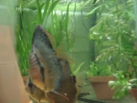 repro santarem + f1 nage libre