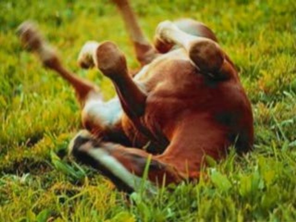 Le cheval en vrac