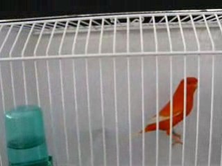 stam lipo rouge ailes blanches