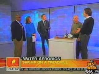 ICYMI - A Shrimp Running On A Treadmill