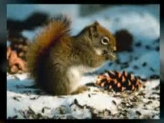 Holiday Stamps For Christmas Cards