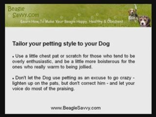 How To Bond With Your Pet Through Training Your Beagle
