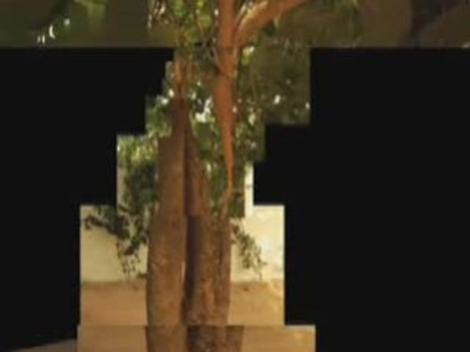 1M69 l'arbre sénégalais
