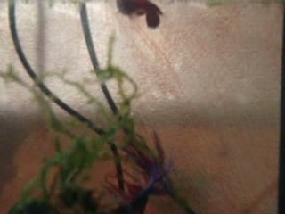 accouplement betta splendens
