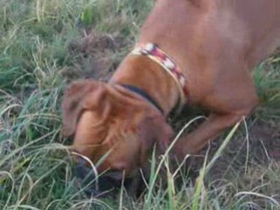 41 Hop-cup - Bijelo Dugme