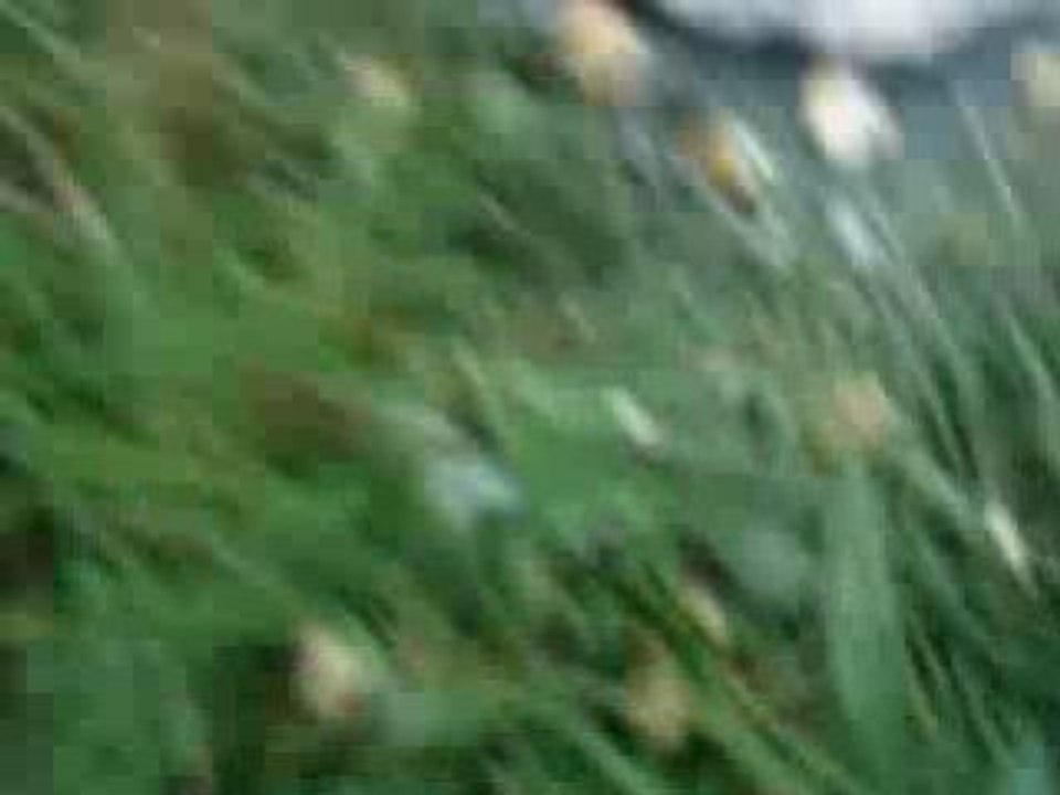grenade airsoft 2