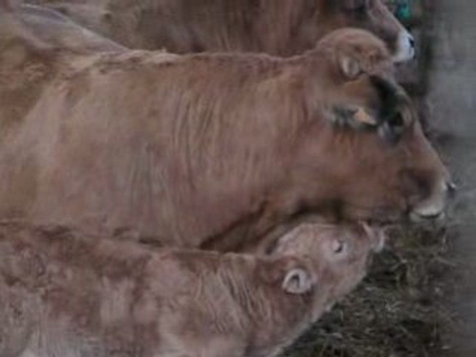 Un veau Aubrac et sa mère à Bahours