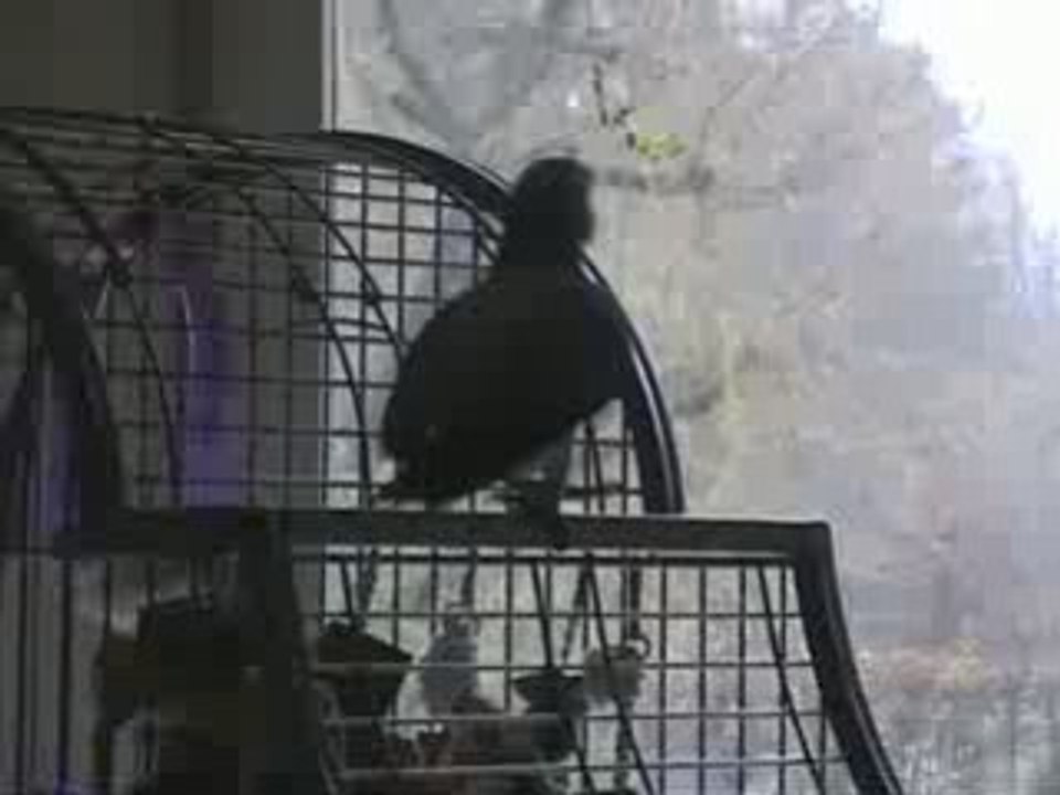 C'est pas bien, attention, ça va barder!!