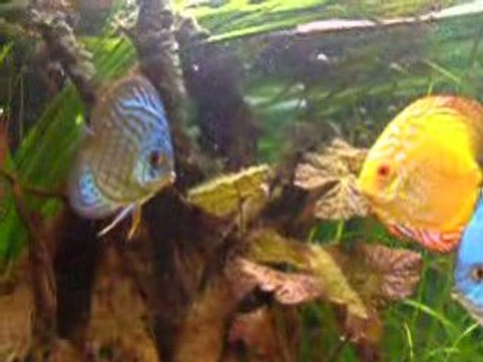 mes discus