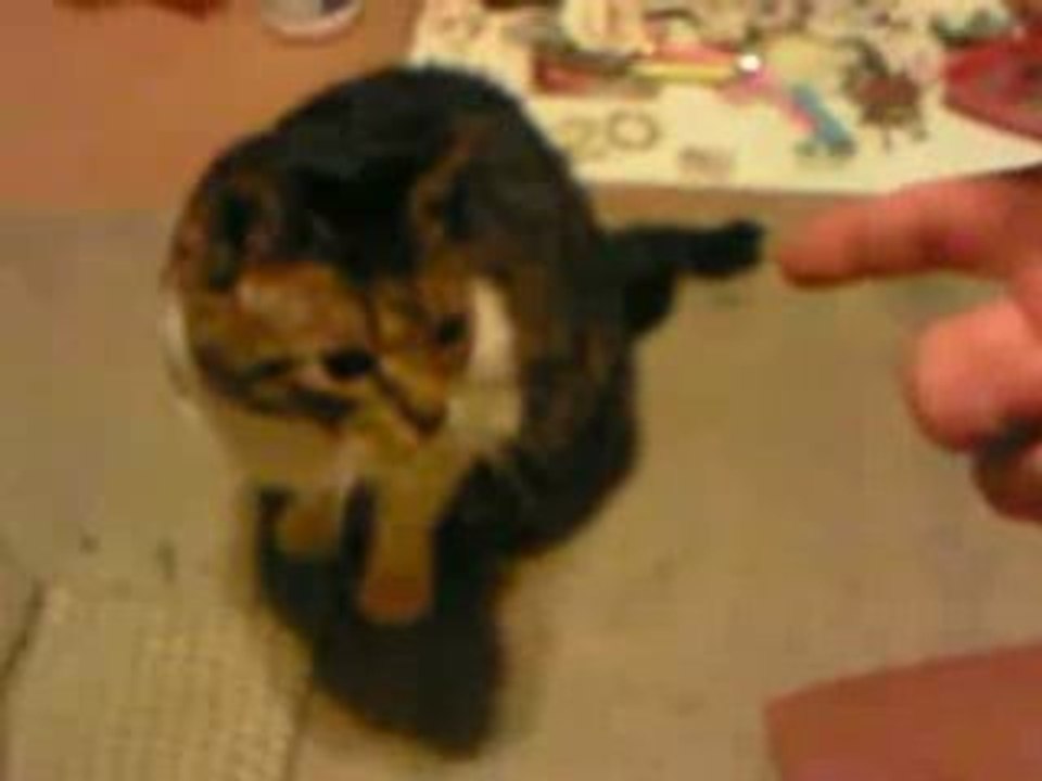 Comment tuer un chat ?