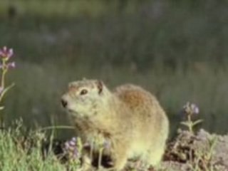 LA VIE PRIVÉE DES ANIMAUX