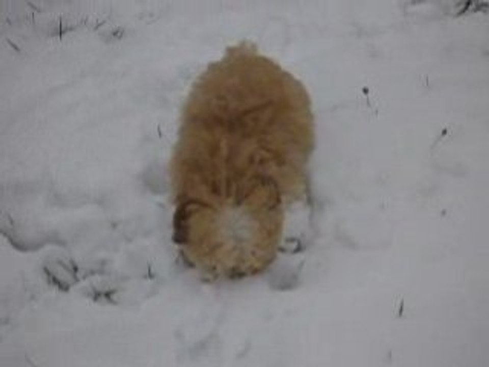 Eddi`s erster Winter