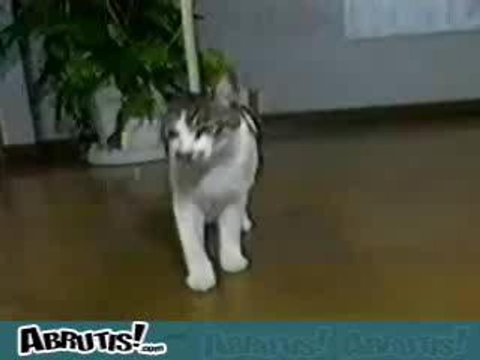 Chat scotch