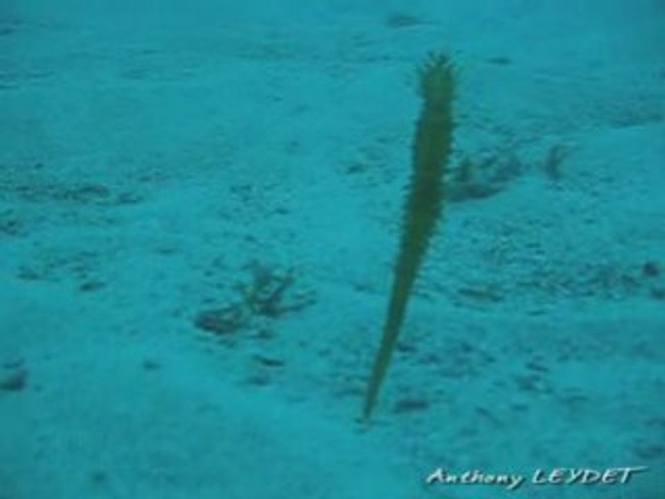 Hippocampe moucheté