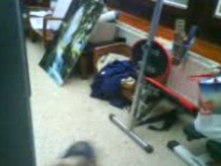 Un chien qui pete un cable