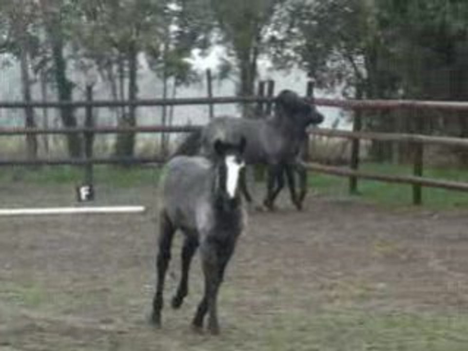 Photos poulains nov 2008 010