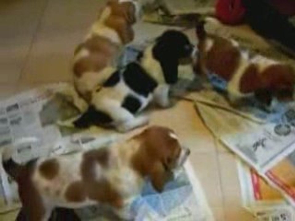 La balade des chiots heureux