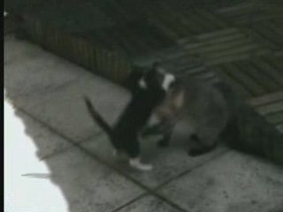 Tahiti Bob et Nastia