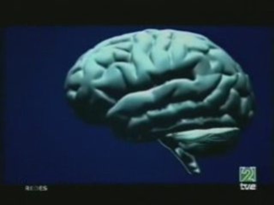 Neocortex