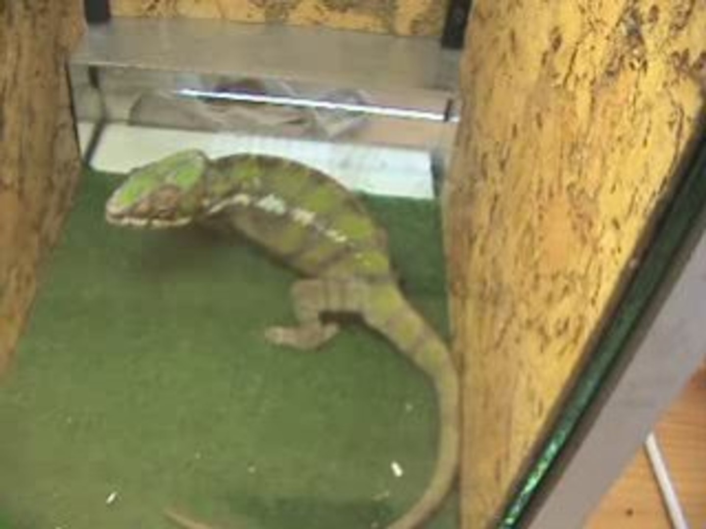 vidéo bourse reptiles illkirch 2008