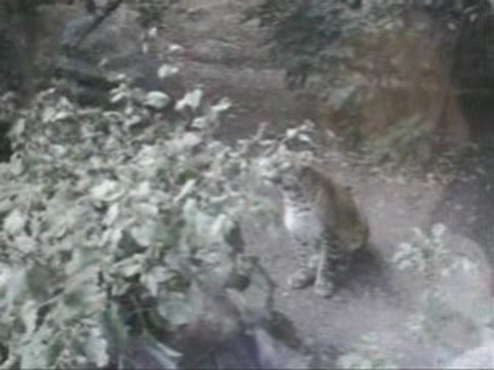 zoo de doué la fontaine