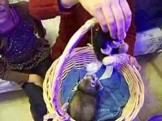 Domino saute, tourne, c'est dur la vie d'artiste