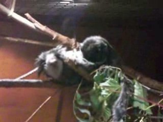 jolis petits singes