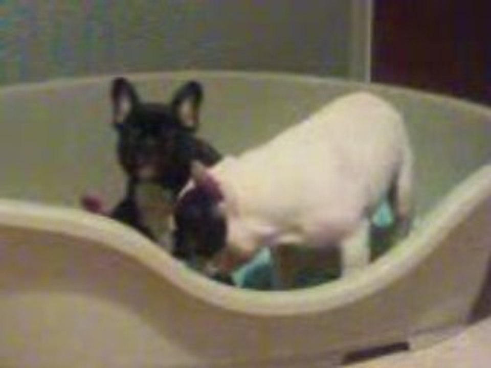 Diva et Guizmo
