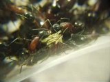 FOURMIS ouvrière Camponotus Ligniperdus avec couvain