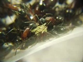 FOURMIS ouvrière Camponotus Ligniperdus avec couvain