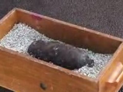 Un obus de 1870 à La Garenne-Colombes