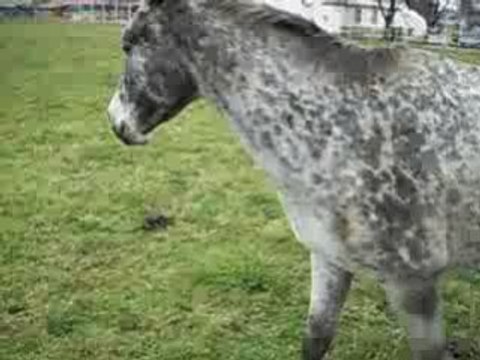 Vidéo Opium jument appaloosa