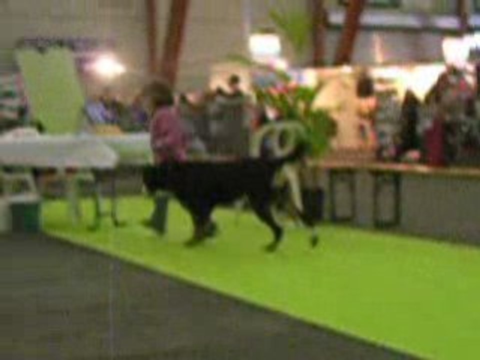 2008 nov 14 courtrai Fidjie Tamidelis