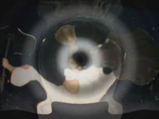 Golden dawn of Native belief / Златая заря Родной веры