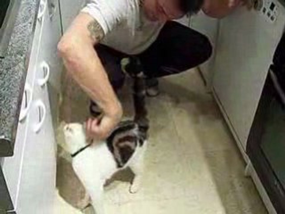 Domino et sa crevette