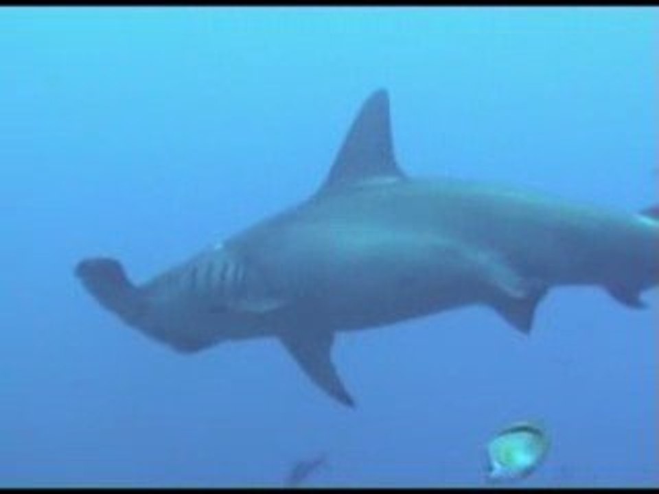 Diving Cocos Island