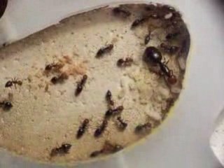 Crematogaster-colonie