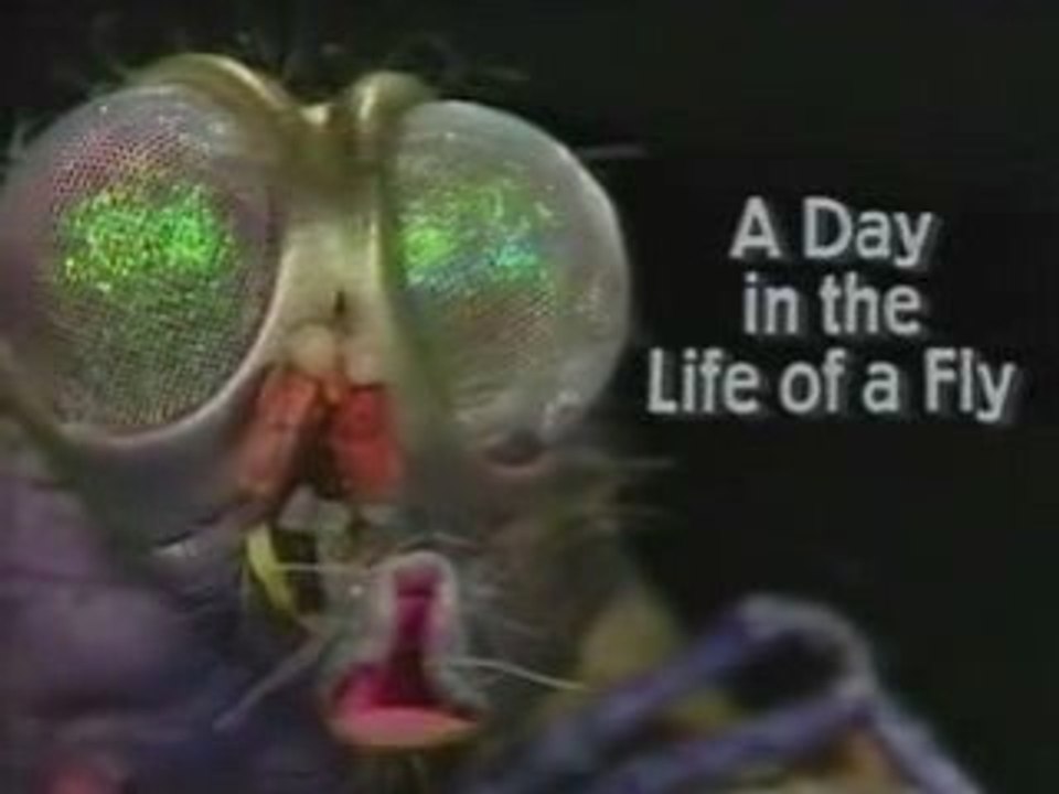 Spitting Image - Scargill vs. Thatcher