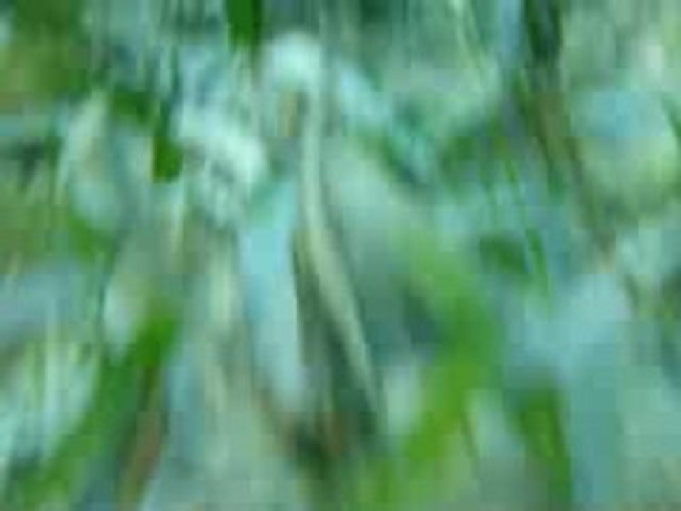 Premiere plongee à St Martin