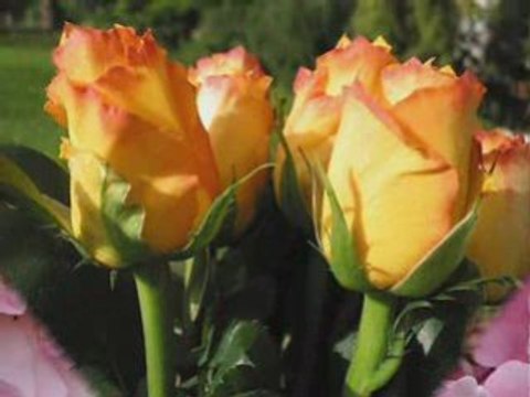 Margareta Paslaru - Trandafirii tai