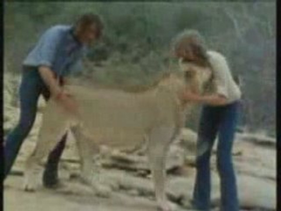 ChristianTheLion