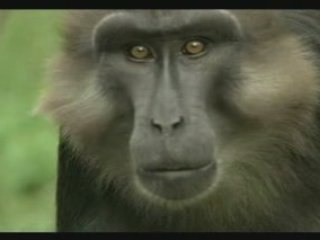 les insultes des animaux