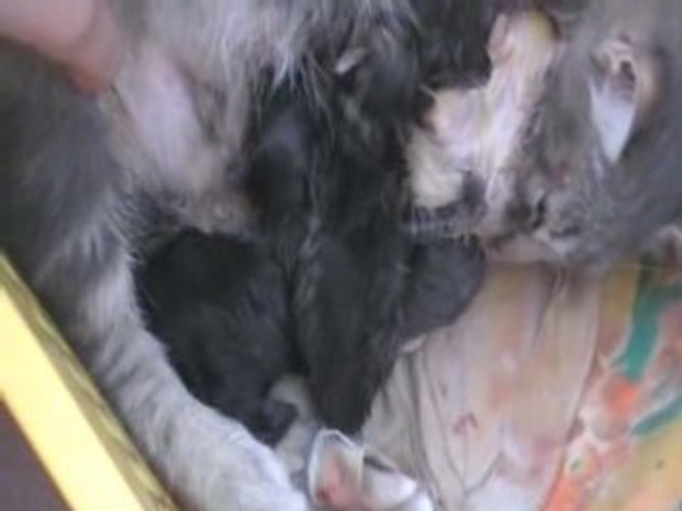 la naissance de mé chats
